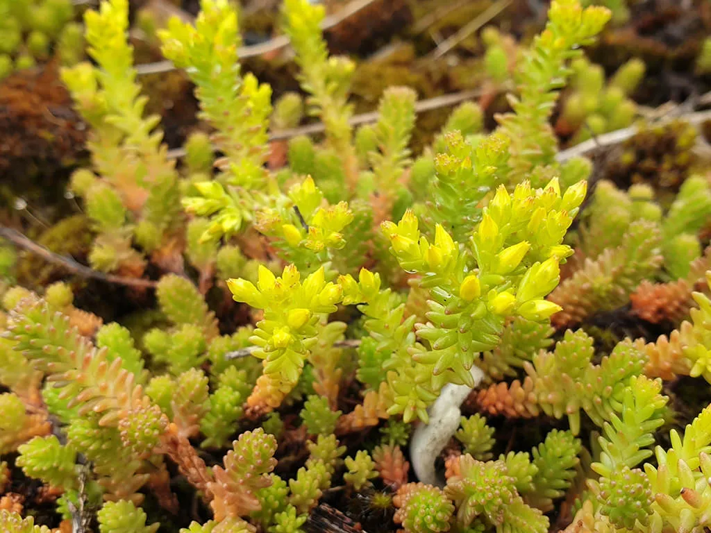 Paleta de plante a păturilor de Sedum
