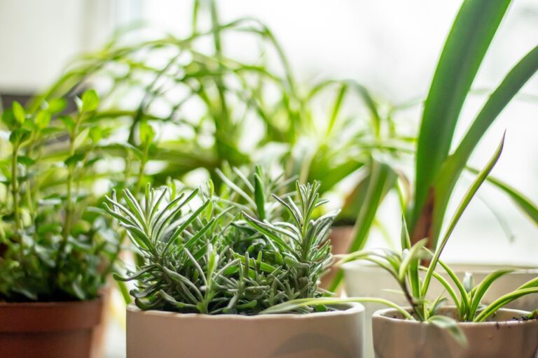 Photo Herb garden