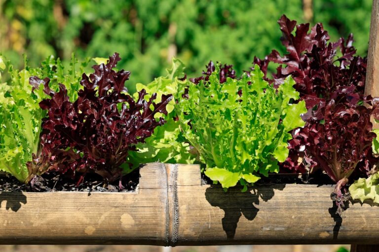 Photo Vertical garden