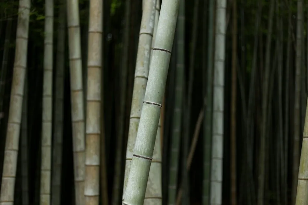 Photo Bamboo flooring