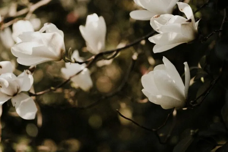 Ghid pentru începători: Îngrijirea magnoliilor pe tot parcursul anului