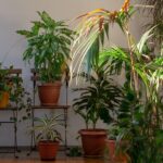 Photo indoor plants