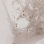 Photo protect home from dampness and mold