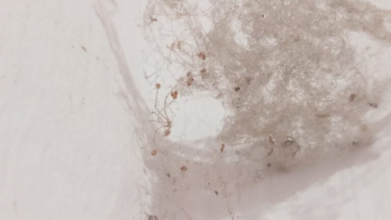 Photo protect home from dampness and mold