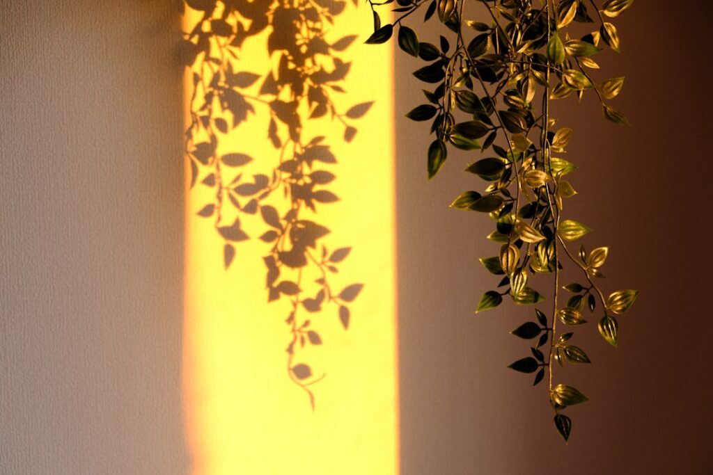Photo natural light