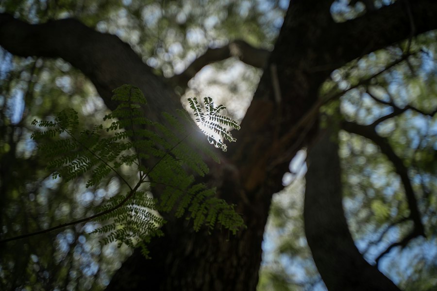 Photo natural light