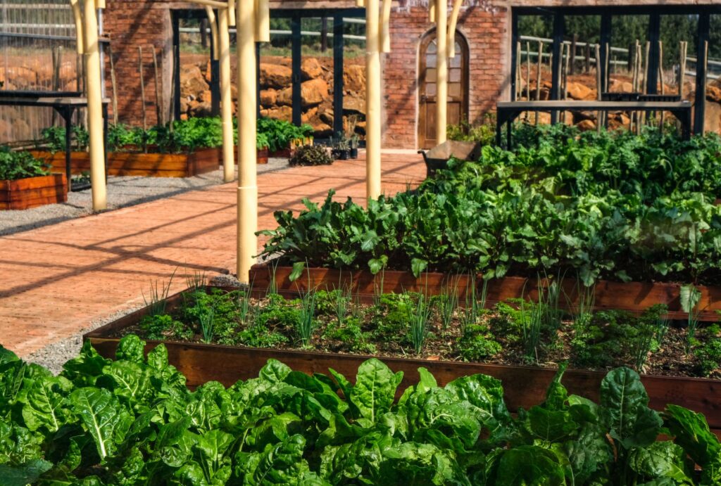 Straturi înălțate din lemn cu salată, ceapă verde și plante aromatice, despărțite de alei cu pietriș