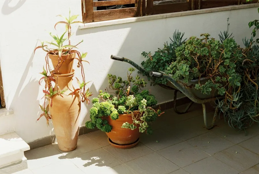 garden and terrace ideas